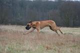 DOGUE ALLEMAND 688